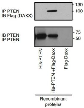 DAXX interacts with PTEN. The in vitro pulldown assay mixed Flag-DAXX and His-PTEN recombinant proteins immunoprecipitated (IP) with anti-PTEN and the resultant samples were analyzed in Western blot with anti-Flag and anti-PTEN antibodies.